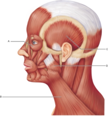 Which muscle tenses the skin of the neck and assists in depression of the mandible?

A 
B 
C 
D