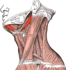Which muscles depress the jaw?