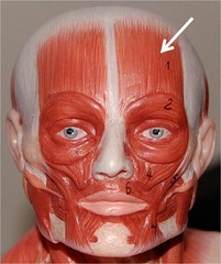 which muscles produce horizontal wrinkles in the forehead?