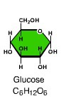 Which number indicates the sugar that is the principal circulating fuel molecule in the human body?