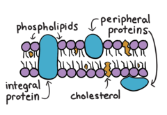 Which of the following best describes the structure of a biological membrane?