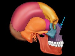 Which of the following bones do not contain a sinus? Frontal, nasal, sphenoid, or maxillary?