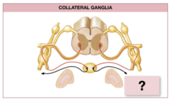 Which of the following effectors is innervated by neurons that synapse in the collateral ganglia?