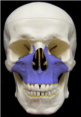 Which of the following facial bones contain a sinus?Zygomatic, Inferior nasal concha, Maxillary, or Nasal