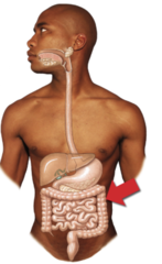 Which of the following functions occurs in the part of the digestive system indicated by the arrow?