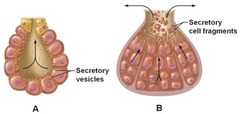 Which of the following glands might utilize the secretory mechanism and duct structure shown in A? 

A) sebaceous 
B) thyroid 
C) mucous 
D) pancreas
