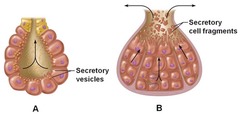 Which of the following glands might utilize the secretory mechanism and duct structure shown in A?
