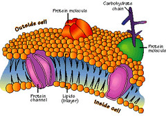 Which of the following is a function of a plasma membrane protein?