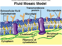 Which of the following is a principle of the fluid mosaic model of cell membrane structure?