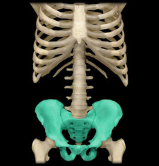 Which of the following is NOT part of the axial division of the skeletal system?
