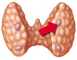 Which of the following is regulated by the gland indicated by the red arrow?