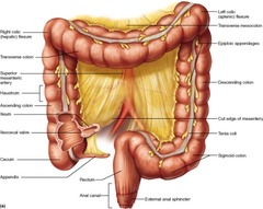 Which of the following is the primary physiological function of the large intestine?