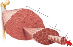 Which of the following is the smallest structural unit in which the distinctive striated bands characteristic of skeletal muscle are observed? A B C D