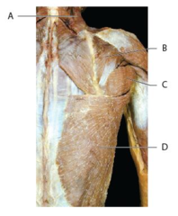 Which of the following letters represents the infraspinatus muscle?

A 
B 
C 
D
