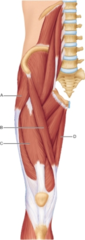 Which of the following letters represents the sartorius muscle?

A 
B 
C 
D