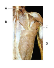 Which of the following muscles is shown on this image but is NOT indicated with a letter?

teres major
latissimus dorsi
levator scapulae 
deltoid