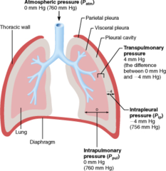 Which of the following pressures must remain negative to prevent lung collapse?

transpulmonary pressure 
intrapulmonary pressure 
atmospheric pressure 
intrapleural pressure