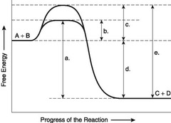 Which of the following represents the activation energy required for a noncatalyzed reaction?
a. a 
b. b 
c. c 
d. d 
e. e