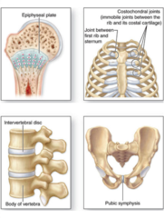 Which of the following statements regarding the joints between the ribs and sternum is correct?