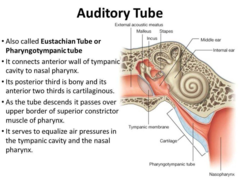 Which of the following structures is not part of the external ear?
A) pinna
B) tympanic membrane
C) external auditory meatus 
D) Auditory tube