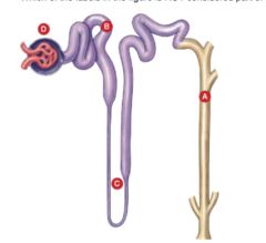 Which of the labels in the figure is NOT considered part of a nephron?
