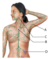 Which of the labels indicates a structure through which lymph flows?