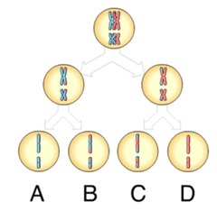 Which of these gametes contains one or more recombinant chromosomes?