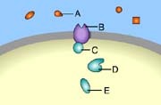Which of these is a signal molecule?