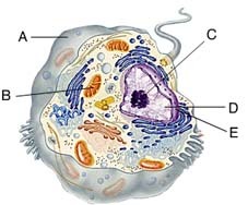 Which of these is the double membrane that encloses the nucleus?