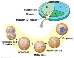 Which of these phases encompasses all of the stages of mitosis but no other events?