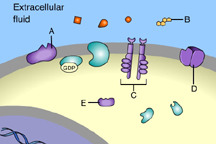Which of these receptor molecules would allow Na+ to flow into the cell?