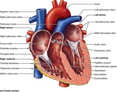 Which of these vessels returns blood to the left atrium of the heart?

superior vena cava 
pulmonary trunk 
pulmonary veins 
coronary sinus