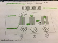 Which part of the cell membrane is shown in more detail in Model 4?