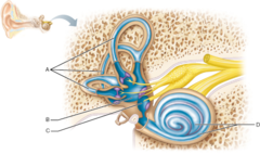Which part of the inner ear houses receptors for angular (rotational) movement of the head? Select from choices A-D.