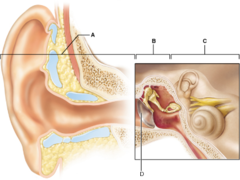 Which region of the ear is involved in detection of both hearing and equilibrium? Select from choices A-D.