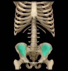 Which region of the hip bone articulates with the sacrum?