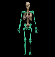 Which region of the skeleton contains the humerus?