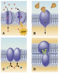 Which set of membrane proteins in the figure depicts an interaction between two separate cells?