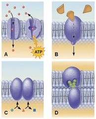 Which set of membrane proteins in this figure depicts the transport of the solute molecules?