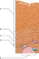 Which skin-color-associated, pigment-producing cell is located in the labeled layer D?

A) fibroblast 
B) tactile (Merkel) cell 
C) keratinocyte 
D) melanocyte