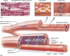 Why are gap junctions a vital part of the intercellular connection of cardiac muscles?