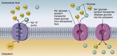 Why are protein carriers required for the movement of glucose into or out of the cell?