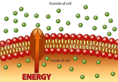 Why does active transport require energy from the cell?