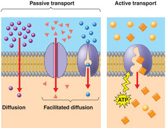 Why is facilitated diffusion necessary for the transport of charged ions such as Na+ and K+ across the cell membrane?