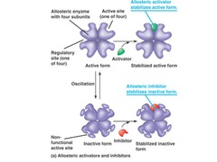 With allosteric regulation, enzyme is